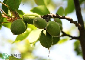 青杏怎么腌制？腌制青杏用糖比例