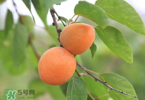 黃杏孕婦可以吃嗎？孕婦可以吃黃杏嗎？