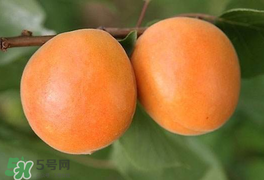 杏為什么不能多吃？杏為什么傷人?
