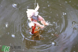 釣小龍蝦用什么餌？釣小龍蝦用什么誘餌最好？