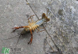 釣小龍蝦用什么餌？釣小龍蝦用什么誘餌最好？