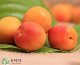 杏子可以空腹吃嗎？空腹能吃杏子嗎？