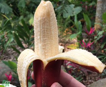 紅香蕉好吃嗎？紅香蕉味道怎么樣？