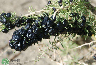 黑枸杞真假怎么辨別？黑枸杞真假辨別的方法
