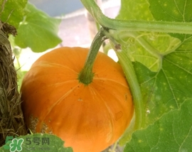 太陽果多少錢一斤？太陽果的價格