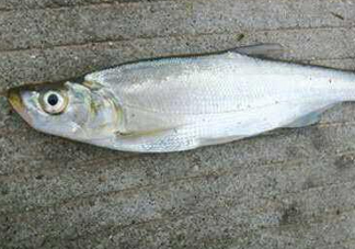 翹嘴魚怎么做好吃？翹嘴魚的做法