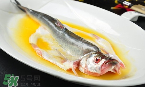 白條魚能長多大？白條魚可以長多大？