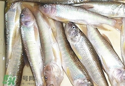馬口魚(yú)怎么吃？馬口魚(yú)怎么做好吃？