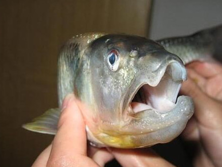 釣馬口魚用什么餌料？釣馬口魚用什么打窩？
