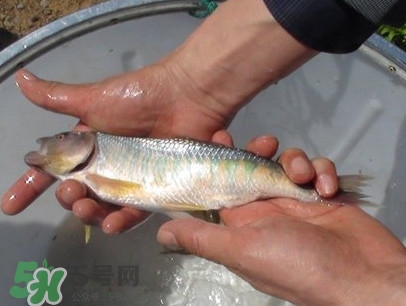 馬口魚喜歡吃什么？馬口魚一般生長在什么地方