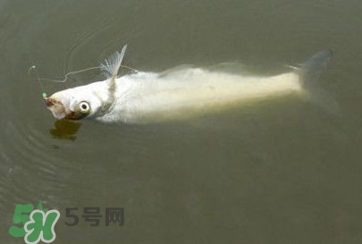 翹嘴魚(yú)怎么做好吃？翹嘴魚(yú)的做法