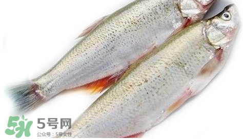 白條魚能長多大？白條魚可以長多大？