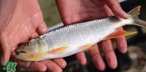 馬口魚能長多大？馬口魚最大能長多長？