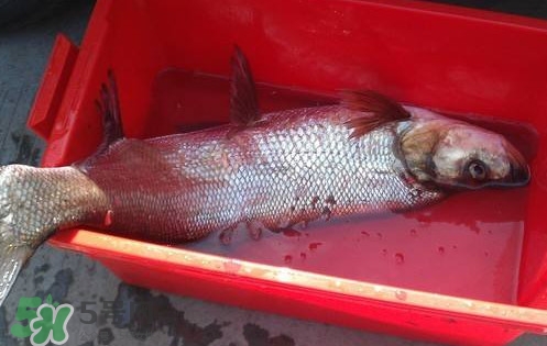 翹殼魚怎么做好吃？翹殼魚刺多嗎