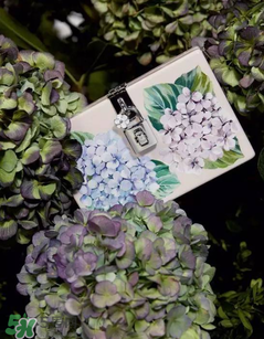 dolce gabanna杜嘉班納2017秋冬繡球花系列怎么樣_好看嗎？