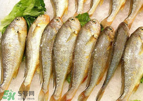 小黃魚長(zhǎng)大后會(huì)不會(huì)變成大黃魚？