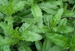 刺兒菜是蒲公英嗎？刺兒菜和蒲公英的區(qū)別