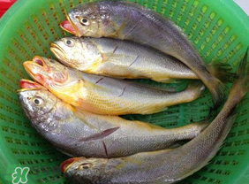 小黃魚可以養(yǎng)殖嗎？小黃魚能人工養(yǎng)殖嗎？