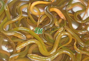 鱔魚可以養(yǎng)多久？鱔魚怎么養(yǎng)？