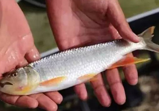 馬口魚能長多大？馬口魚最大能長多長？
