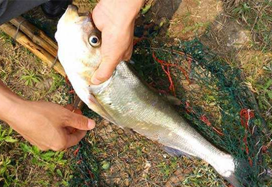 翹嘴魚是白條嗎？翹嘴魚和白條的區(qū)別