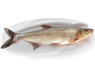 翹嘴魚(yú)多少錢(qián)一斤2017？翹嘴魚(yú)價(jià)格