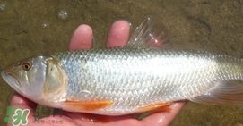 馬口魚喜歡吃什么？馬口魚一般生長在什么地方