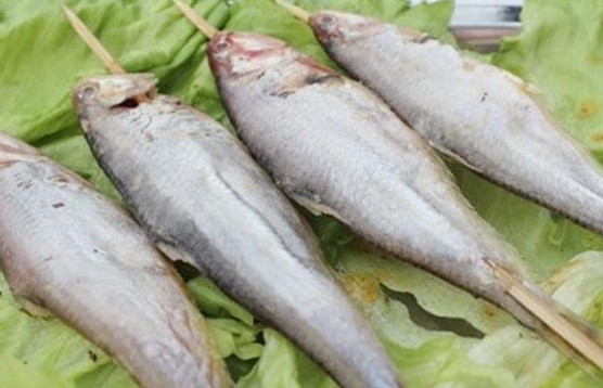 釣馬口魚用什么餌料？釣馬口魚用什么打窩？