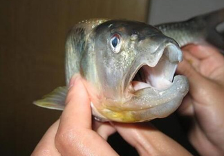 馬口魚怎么釣？馬口魚什么時候釣最好