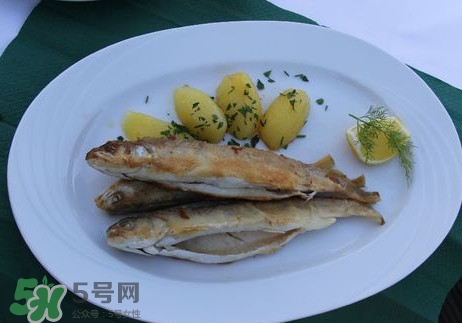 馬口魚能長多大？馬口魚最大能長多長？