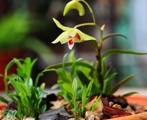 鐵皮石斛怎么養(yǎng)？鐵皮石斛盆栽種植方法