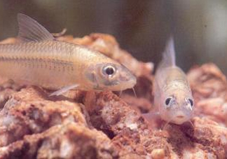 馬口魚能養(yǎng)殖嗎？馬口魚怎么養(yǎng)？