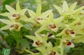 鐵皮石斛花多少錢一斤2017？石斛花多少錢一斤