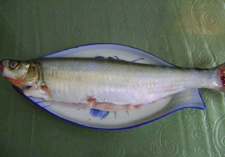 釣翹嘴魚(yú)用什么餌料好？翹嘴魚(yú)什么時(shí)候好釣