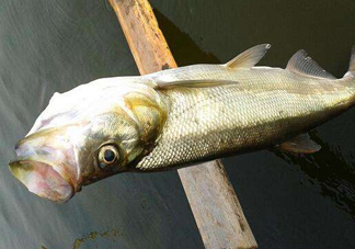 翹嘴魚(yú)是白條嗎？翹嘴魚(yú)和白條的區(qū)別