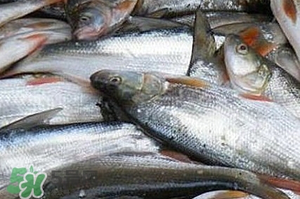 馬口魚(yú)怎么釣？馬口魚(yú)什么時(shí)候釣最好