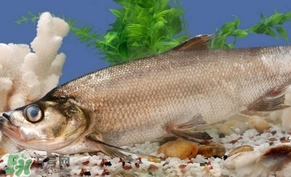 翹殼魚怎么做好吃？翹殼魚刺多嗎