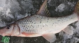 釣翹嘴魚用什么餌料好？翹嘴魚什么時候好釣
