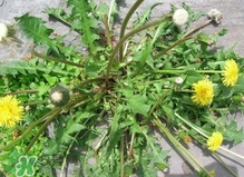 刺兒菜是蒲公英嗎？刺兒菜和蒲公英的區(qū)別
