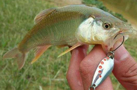 釣馬口魚用什么餌料？釣馬口魚用什么打窩？