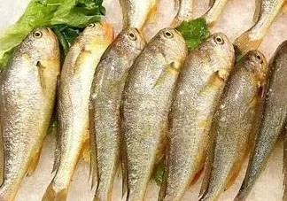 小黃魚可以養(yǎng)殖嗎？小黃魚能人工養(yǎng)殖嗎？