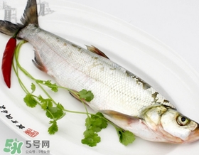白條魚能長多大？白條魚可以長多大？