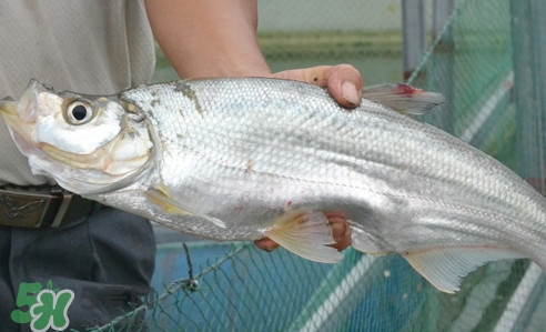 翹嘴魚(yú)怎么做好吃？翹嘴魚(yú)的做法