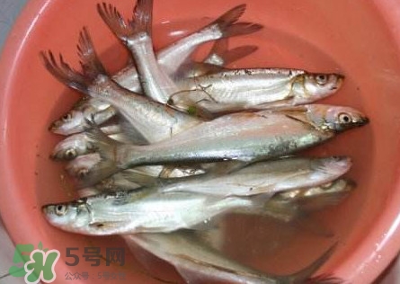 翹殼是什么魚？翹殼魚多少錢一斤2017？