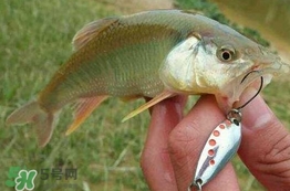 馬口魚(yú)怎么吃？馬口魚(yú)怎么做好吃？