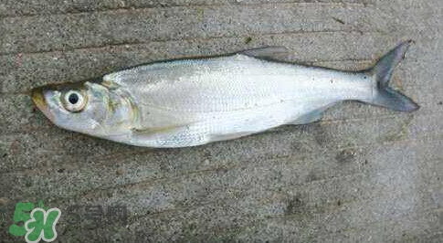 釣翹嘴魚用什么餌料好？翹嘴魚什么時候好釣
