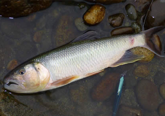 馬口魚多少錢一斤2017？野生馬口魚多少錢一斤？