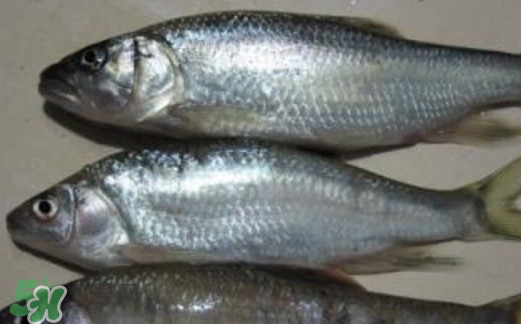 馬口魚喜歡吃什么？馬口魚一般生長在什么地方