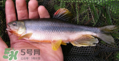 馬口魚能長多大？馬口魚最大能長多長？