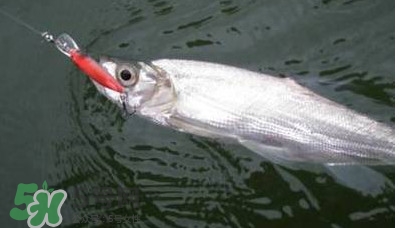 翹嘴魚多少錢一斤2017？翹嘴魚價格
